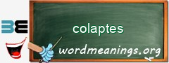 WordMeaning blackboard for colaptes